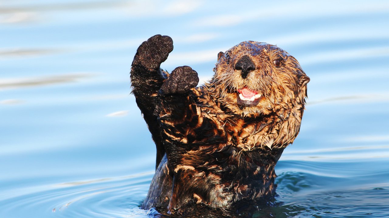 Обои вода, мордочка, взгляд, животное, лапки, выдра, water, muzzle, look, animal, legs, otter разрешение 1920x1200 Загрузить