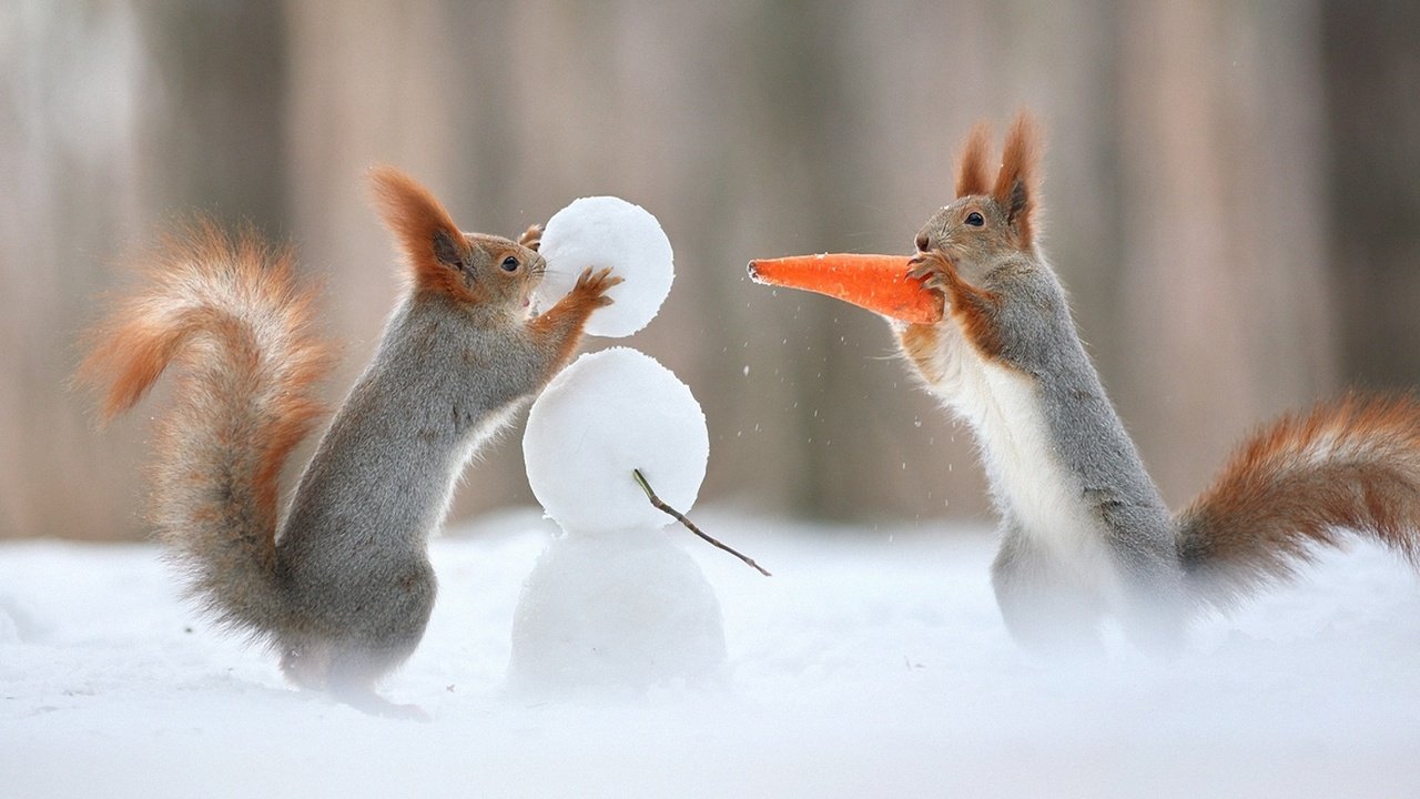 Обои снег, зима, снеговик, юмор, хвост, морковка, белки, белочки, snow, winter, snowman, humor, tail, carrot, proteins, squirrels разрешение 1920x1200 Загрузить