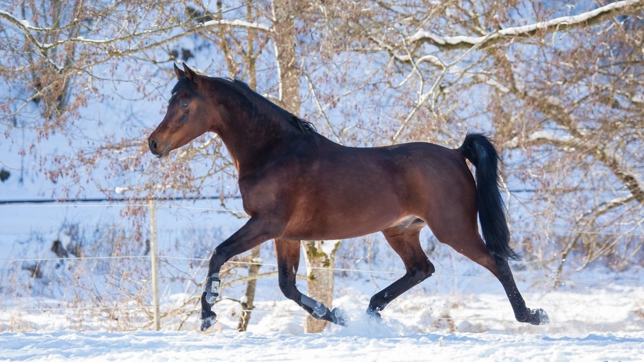 Обои лошадь, снег, зима, конь, грива, копыта, скакун, грация, horse, snow, winter, mane, hooves, grace разрешение 1920x1200 Загрузить