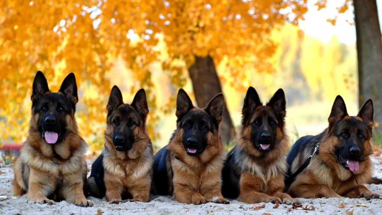 Обои листья, осень, собаки, немецкая овчарка, leaves, autumn, dogs, german shepherd разрешение 1920x1200 Загрузить