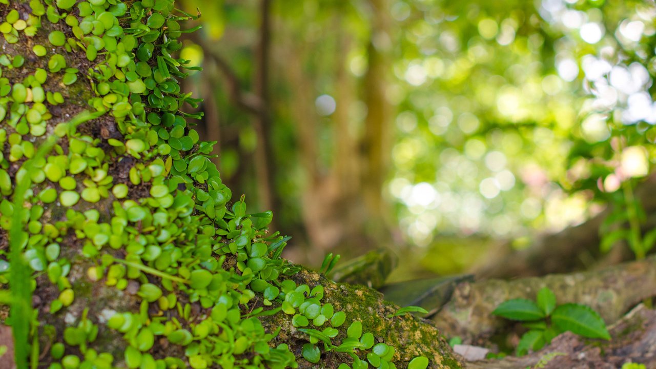 Обои природа, листья, макро, фон, растение, боке, nature, leaves, macro, background, plant, bokeh разрешение 2880x1800 Загрузить