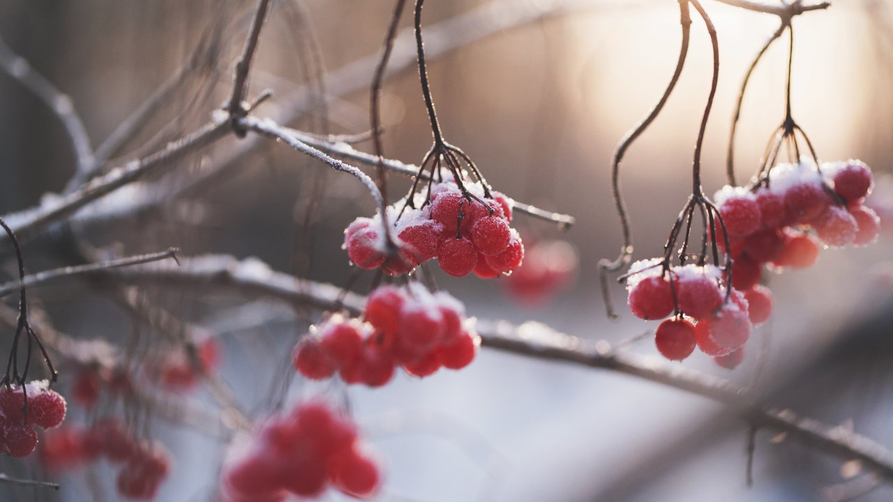 Обои природа, зима, ветки, размытость, ягоды, рябина, nature, winter, branches, blur, berries, rowan разрешение 3840x2400 Загрузить