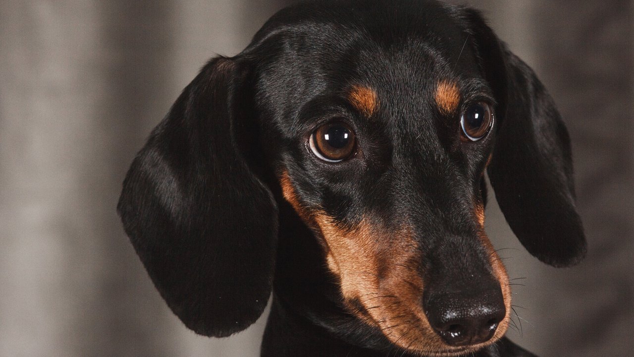 Обои глаза, взгляд, собака, щенок, такса, eyes, look, dog, puppy, dachshund разрешение 3840x2400 Загрузить