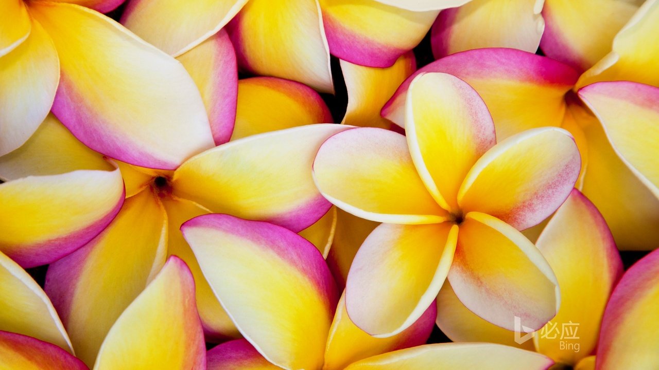 Обои цветы, лепестки, плюмерия, франжипани, flowers, petals, plumeria, frangipani разрешение 1920x1200 Загрузить