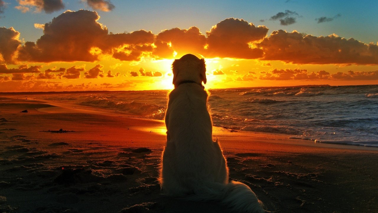 Обои закат, море, пляж, собака, одиночество, лабрадор, ретривер, золотистый ретривер, sunset, sea, beach, dog, loneliness, labrador, retriever, golden retriever разрешение 2560x1600 Загрузить