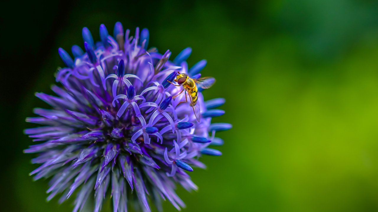 Обои насекомое, цветок, муха, декоративный лук, insect, flower, fly, decorative bow разрешение 3639x2526 Загрузить