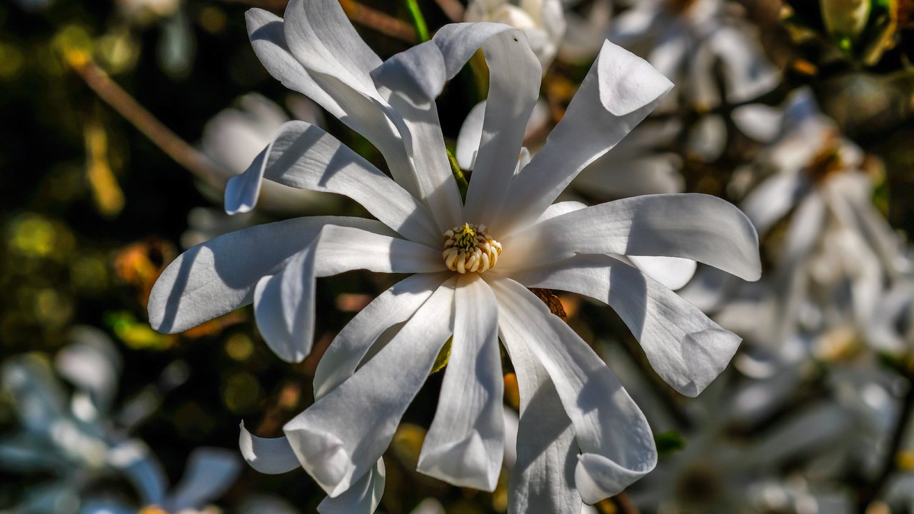 Обои цветы, цветение, весна, белые, магнолия, flowers, flowering, spring, white, magnolia разрешение 6000x4000 Загрузить