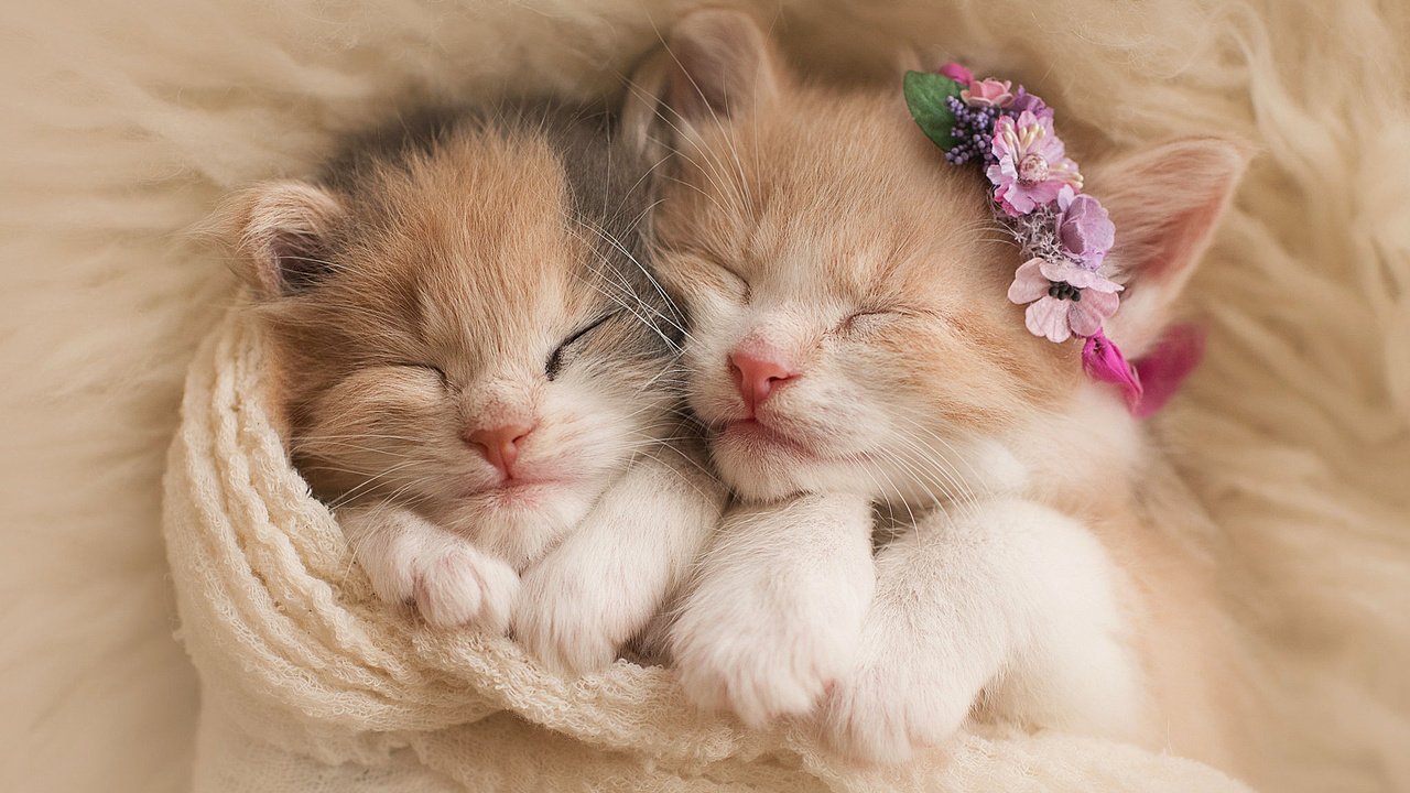 Обои цветы, сон, пара, кошки, котята, венок, мех, шарф, flowers, sleep, pair, cats, kittens, wreath, fur, scarf разрешение 2048x1463 Загрузить