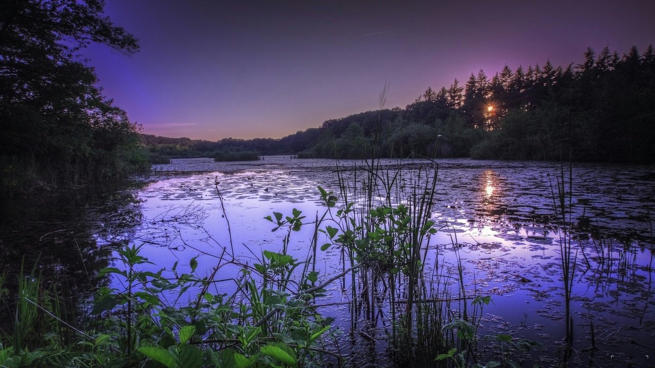 Обои трава, озеро, природа, лес, закат, grass, lake, nature, forest, sunset разрешение 2048x1342 Загрузить