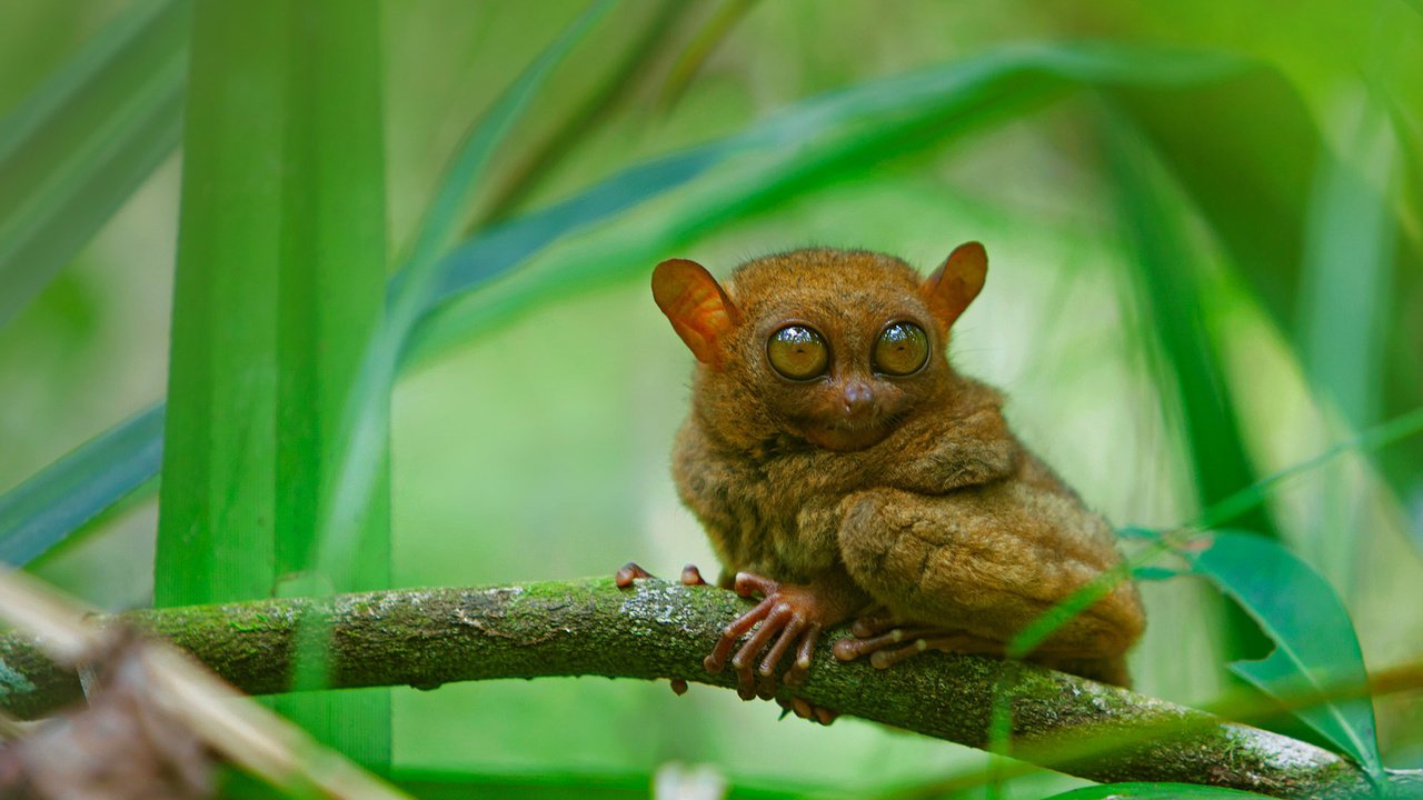 Обои глаза, ветка, мордочка, взгляд, долгопят, eyes, branch, muzzle, look, tarsier разрешение 1920x1080 Загрузить