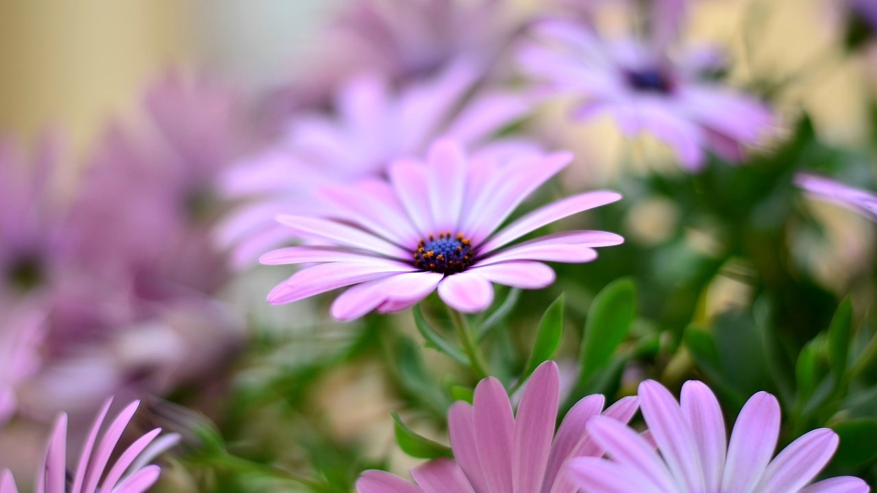 Обои цветы, лепестки, остеоспермум, flowers, petals, osteospermum разрешение 3696x2448 Загрузить