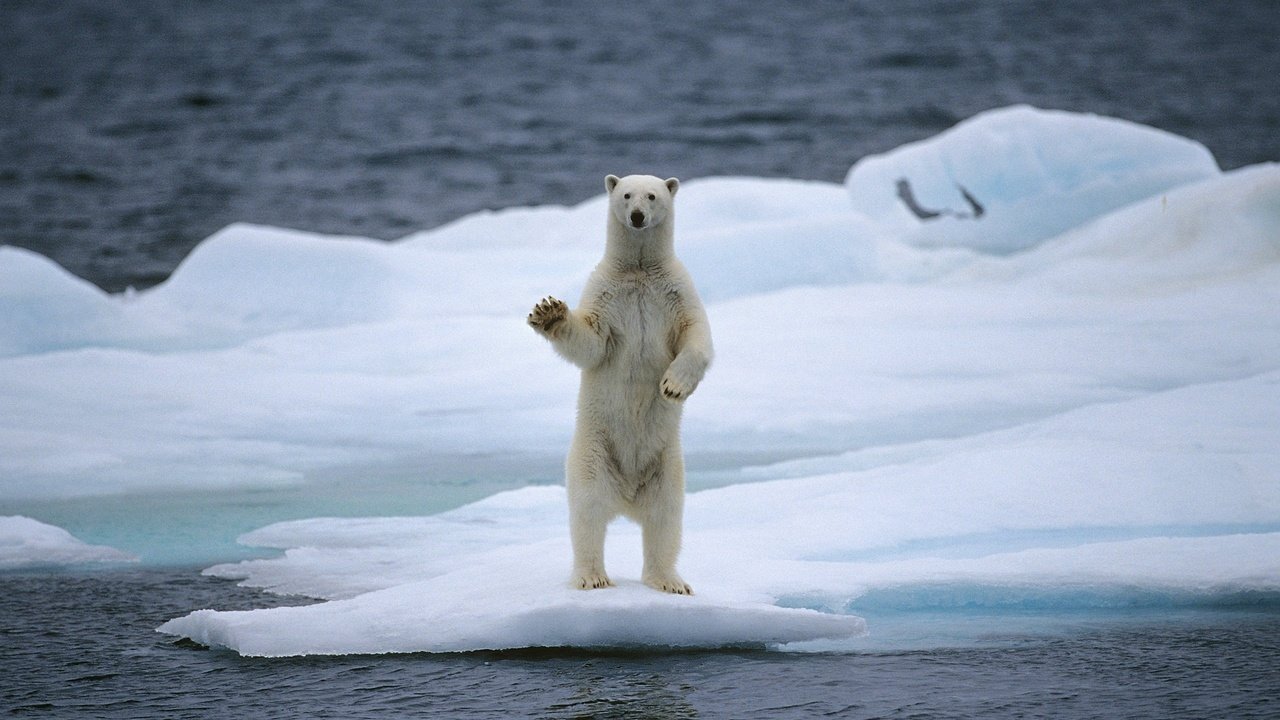 Обои вода, медведь, белый медведь, льдина, water, bear, polar bear, floe разрешение 2560x1536 Загрузить