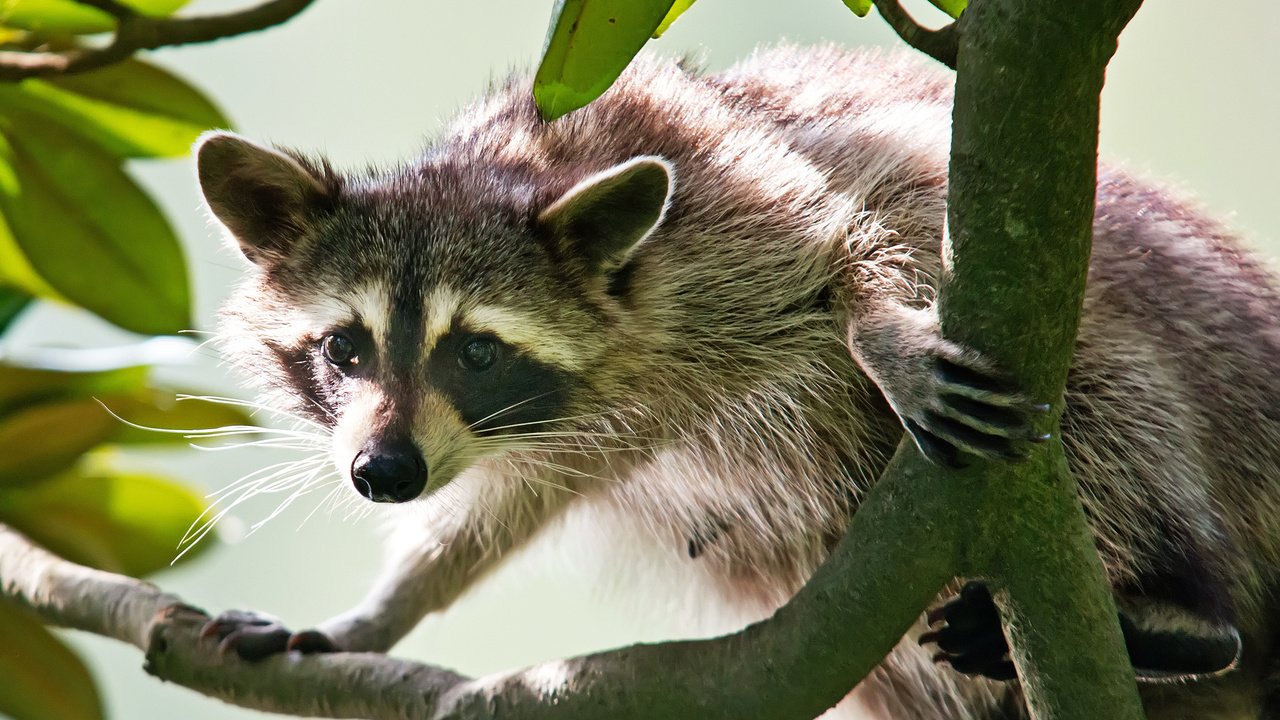 Обои ветка, мордочка, взгляд, енот, branch, muzzle, look, raccoon разрешение 2048x1335 Загрузить