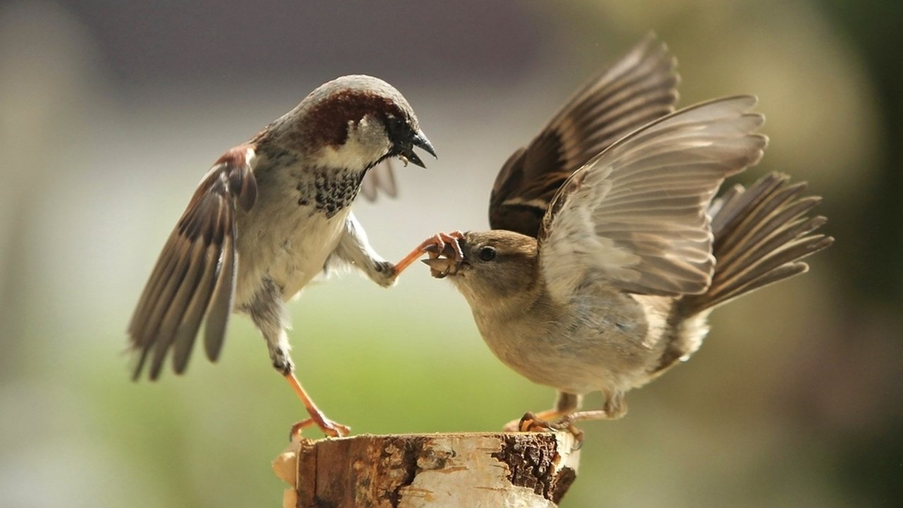 Обои крылья, птицы, клюв, воробей, перья, драка, воробьи, ссора, wings, birds, beak, sparrow, feathers, fight, sparrows разрешение 2000x1388 Загрузить