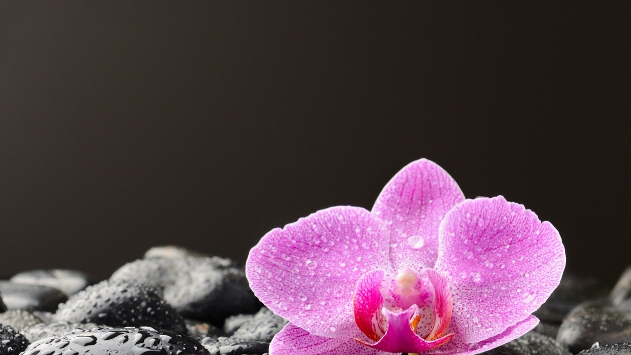 Обои камни, цветок, капли, лепестки, черный фон, орхидея, stones, flower, drops, petals, black background, orchid разрешение 3630x2722 Загрузить