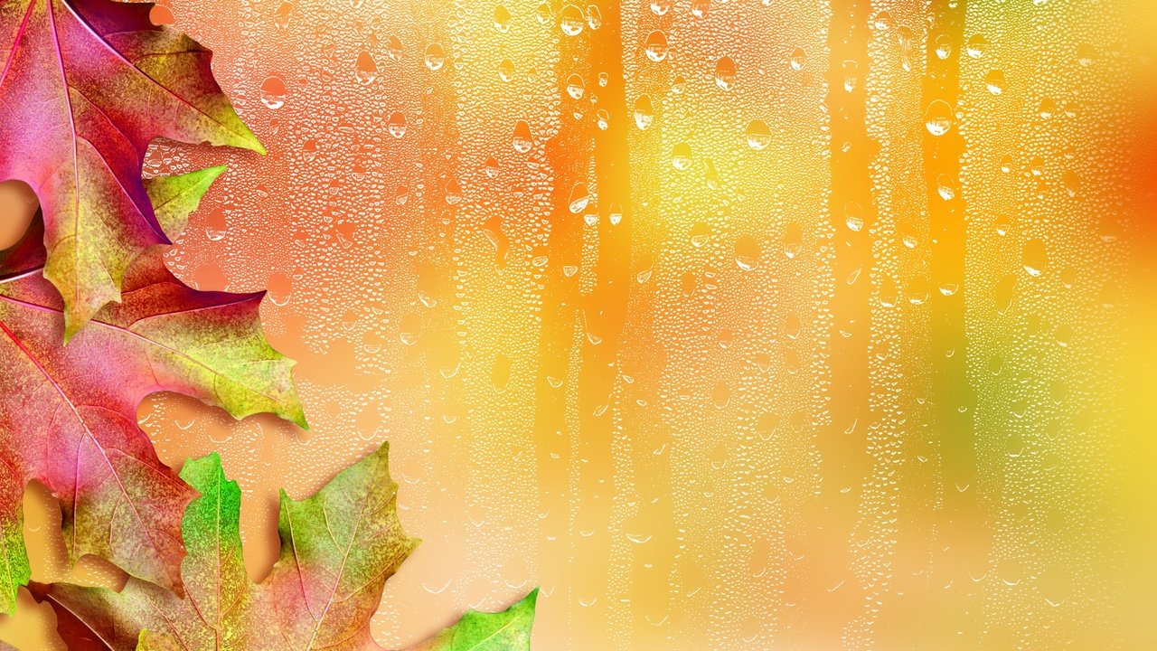 Обои листья, капли, осень, стекло, клен, кленовый лист, leaves, drops, autumn, glass, maple, maple leaf разрешение 2987x2985 Загрузить