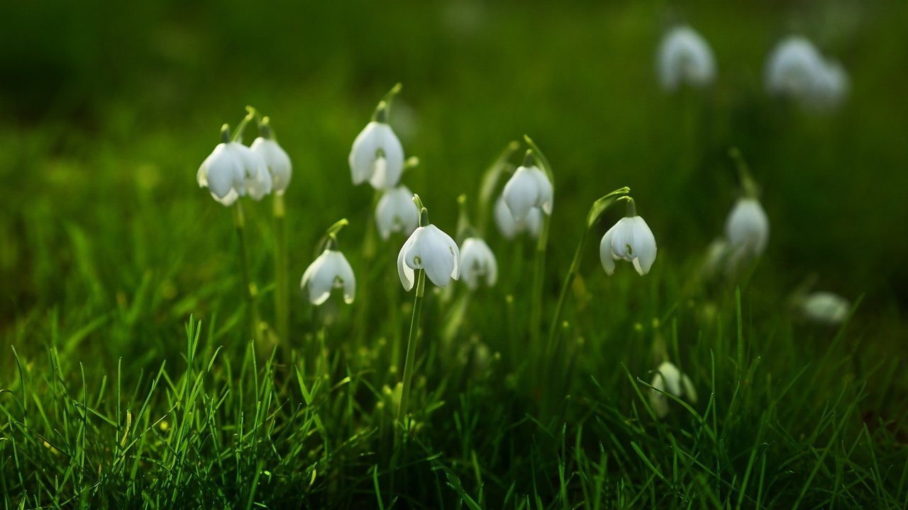 Обои цветы, трава, природа, фон, весна, подснежники, flowers, grass, nature, background, spring, snowdrops разрешение 1920x1200 Загрузить