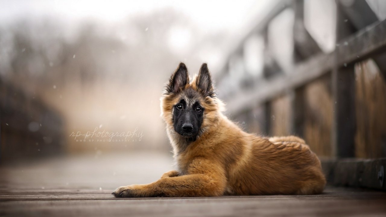 Обои мост, собака, щенок, бельгийская овчарка, тервюрен, bridge, dog, puppy, belgian shepherd, tervuren разрешение 1920x1080 Загрузить