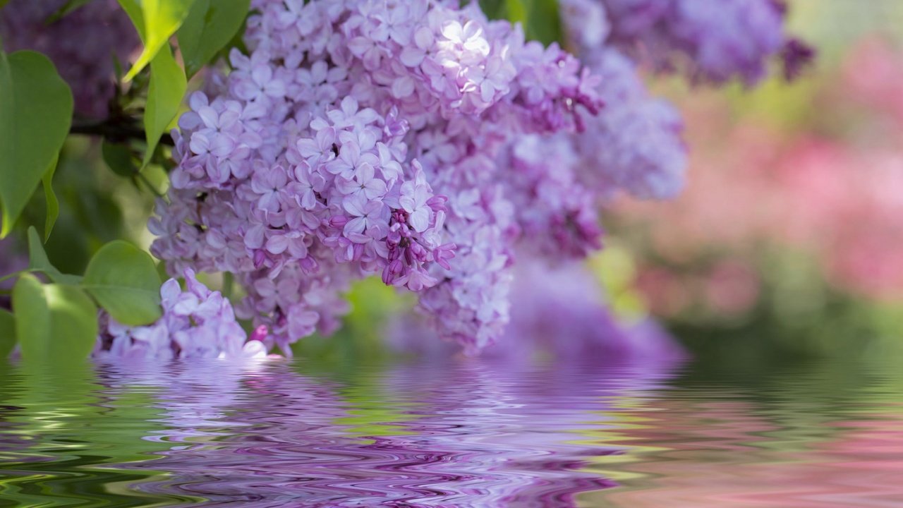 Обои цветы, цветение, весна, сирень, flowers, flowering, spring, lilac разрешение 1920x1200 Загрузить