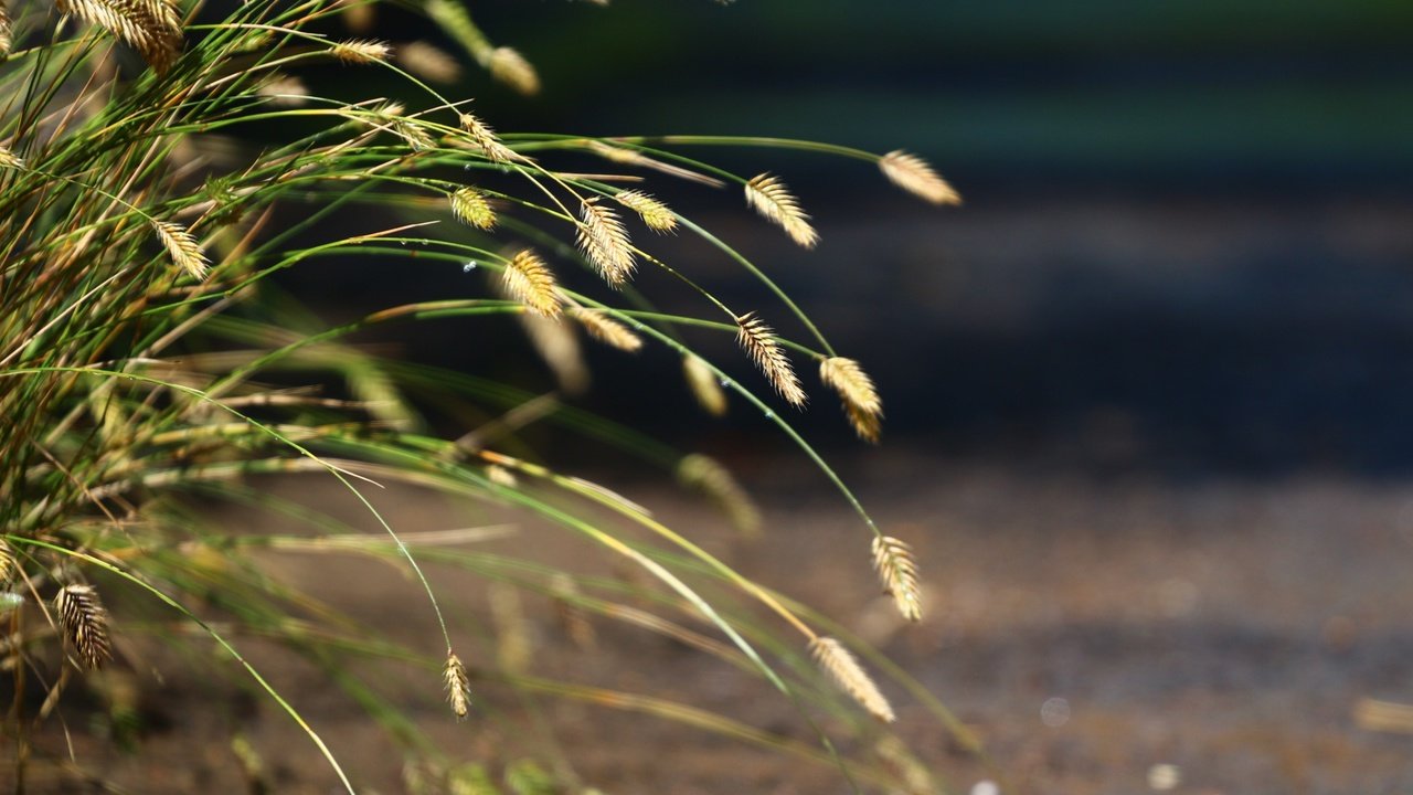 Обои трава, природа, фон, колоски, травка, grass, nature, background, spikelets, weed разрешение 1920x1280 Загрузить