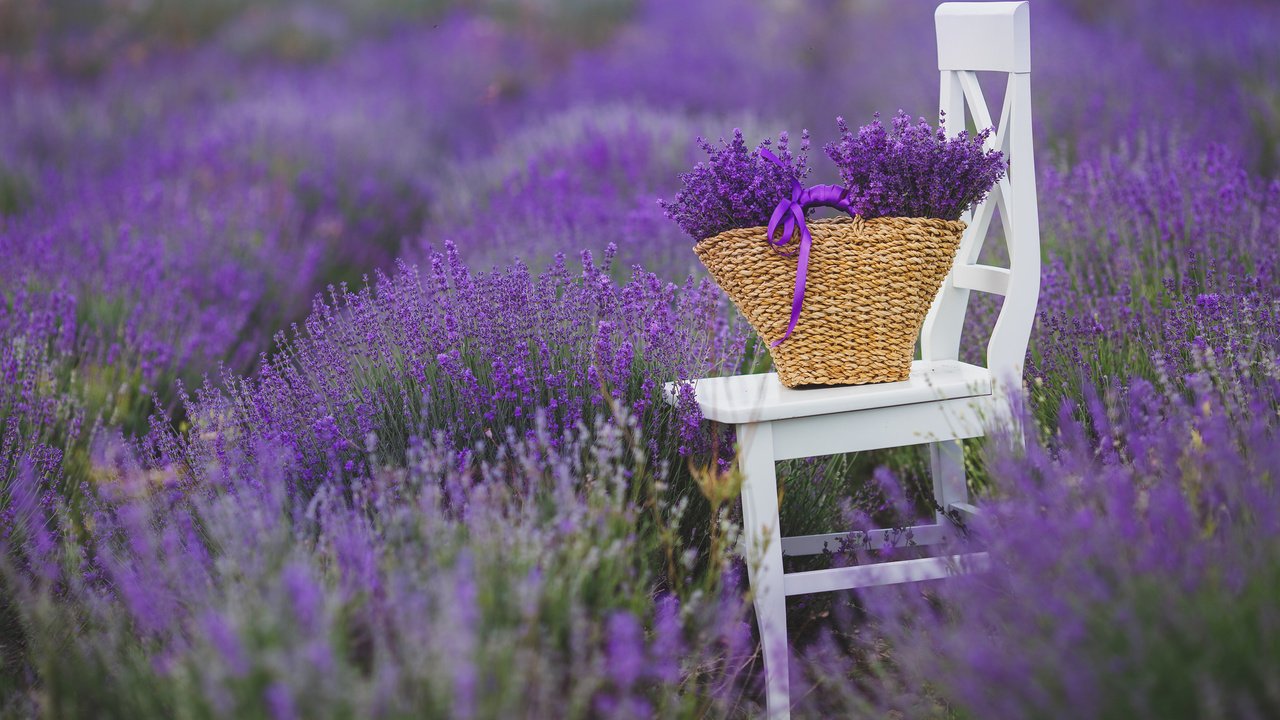 Обои цветы, поле, лаванда, стул, букет, корзина, flowers, field, lavender, chair, bouquet, basket разрешение 3840x2400 Загрузить