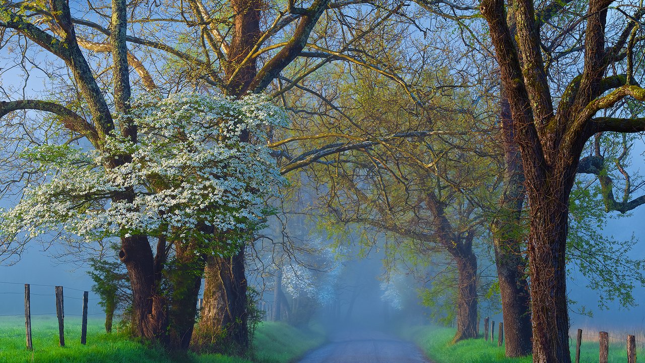 Обои дорога, деревья, природа, туман, ветки, road, trees, nature, fog, branches разрешение 2048x1365 Загрузить