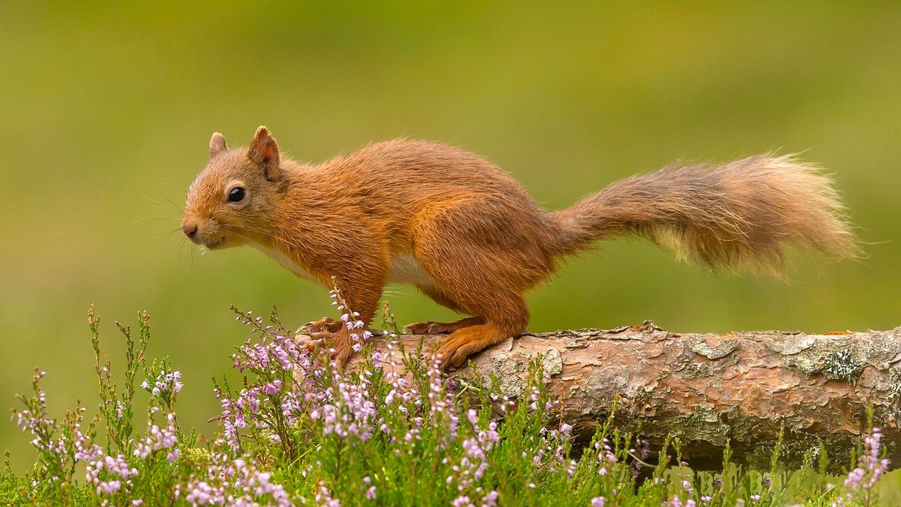 Обои цветы, белка, хвост, белочка, грызун, flowers, protein, tail, squirrel, rodent разрешение 1920x1200 Загрузить