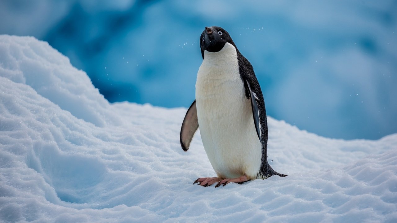 Обои снег, птица, пингвин, антарктида, пингвин адели, snow, bird, penguin, antarctica, penguin adelie разрешение 2560x1600 Загрузить