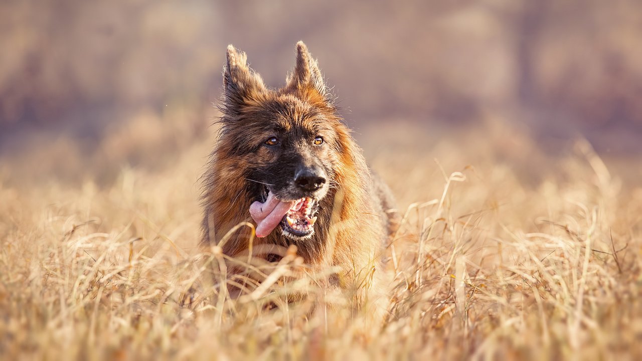 Обои трава, собака, язык, немецкая овчарка, grass, dog, language, german shepherd разрешение 1920x1080 Загрузить