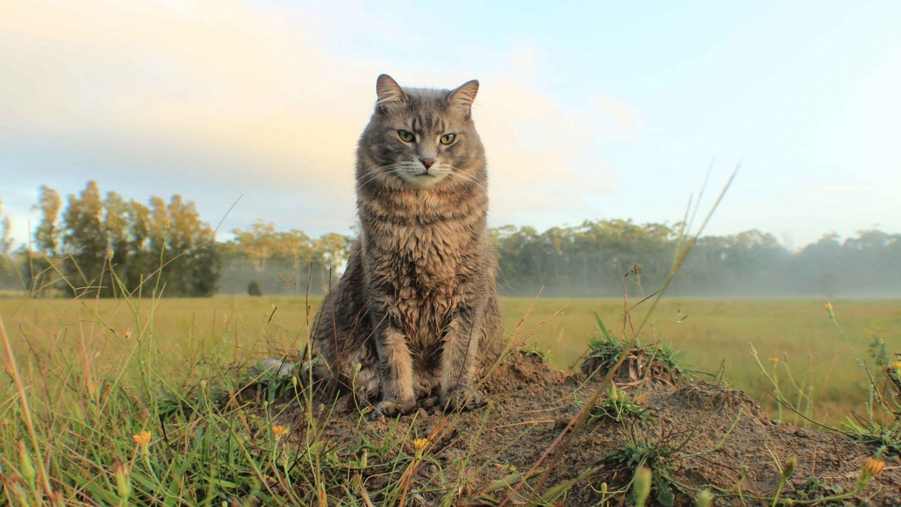 Обои природа, кот, поле, кошка, взгляд, простор, nature, cat, field, look, space разрешение 1920x1200 Загрузить