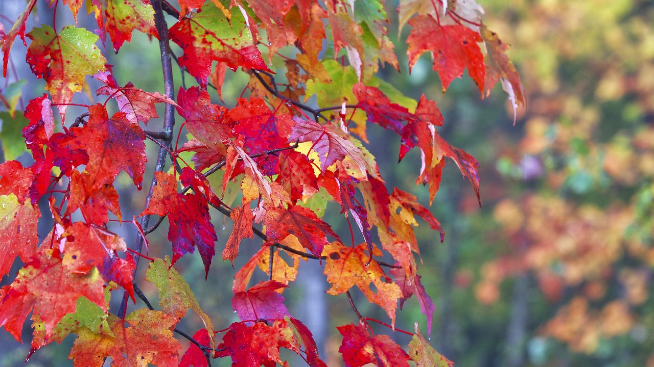 Обои листья, макро, ветки, осень, leaves, macro, branches, autumn разрешение 1920x1200 Загрузить