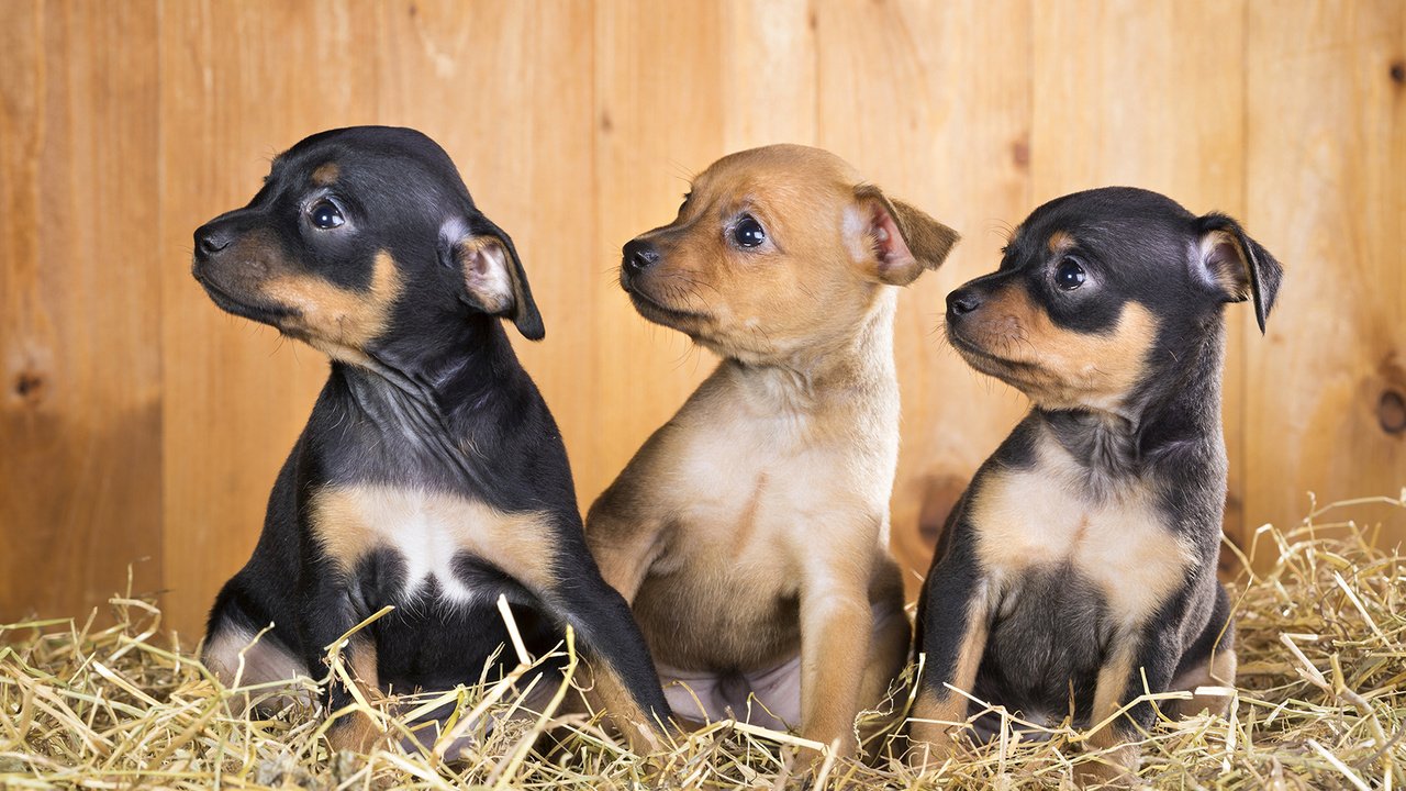 Обои щенки, собаки, чихуахуа, той-терьер, puppies, dogs, chihuahua, toy terrier разрешение 1920x1200 Загрузить