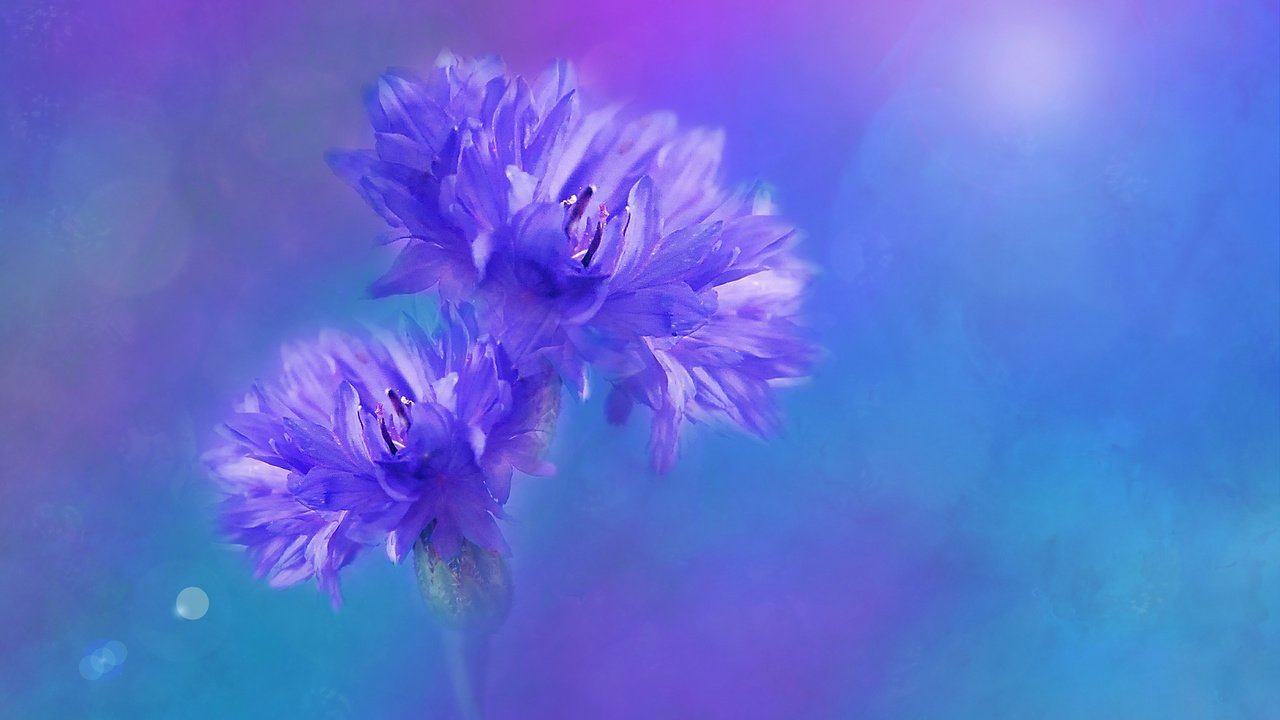 Обои цветы, фон, размытость, синие, васильки, flowers, background, blur, blue, cornflowers разрешение 3840x2400 Загрузить