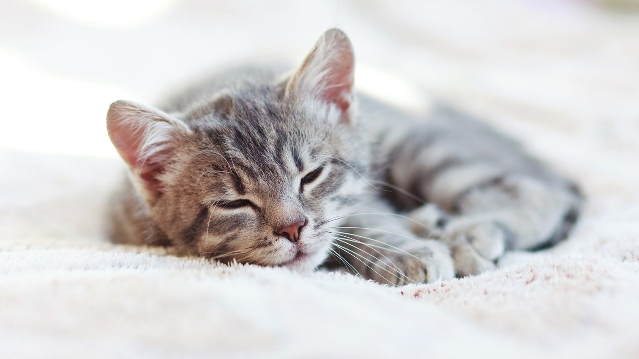 Обои кот, кошка, сон, котенок, дом, одеяло, cat, sleep, kitty, house, blanket разрешение 2880x1800 Загрузить