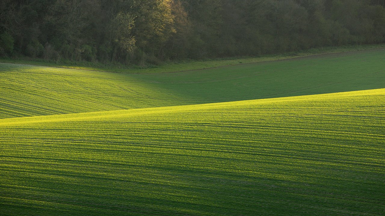 Обои трава, деревья, природа, поле, солнечный день, зеленое поле, grass, trees, nature, field, sunny day, green field разрешение 1920x1200 Загрузить