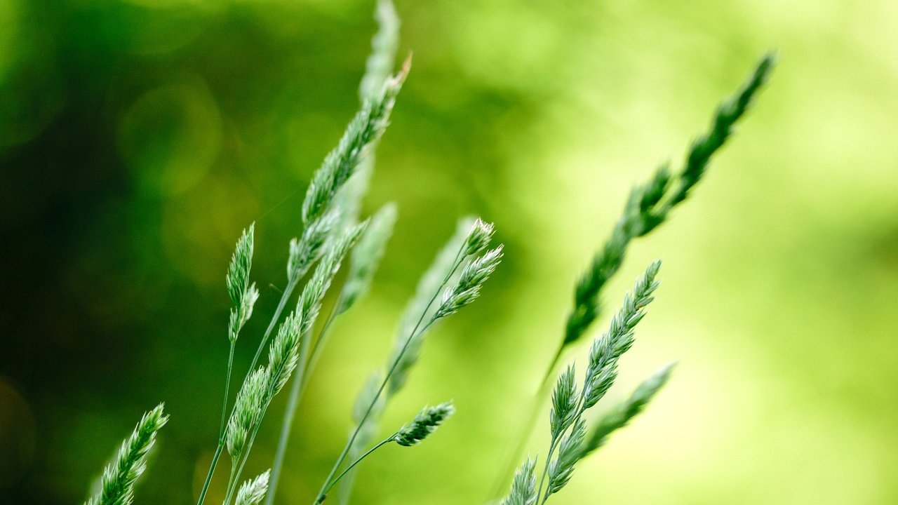 Обои трава, природа, макро, фон, колоски, растение, боке, grass, nature, macro, background, spikelets, plant, bokeh разрешение 1920x1266 Загрузить