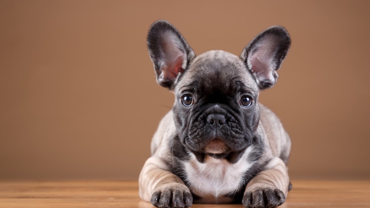 Обои мордочка, взгляд, собака, щенок, бульдог, французский бульдог, muzzle, look, dog, puppy, bulldog, french bulldog разрешение 2880x1800 Загрузить