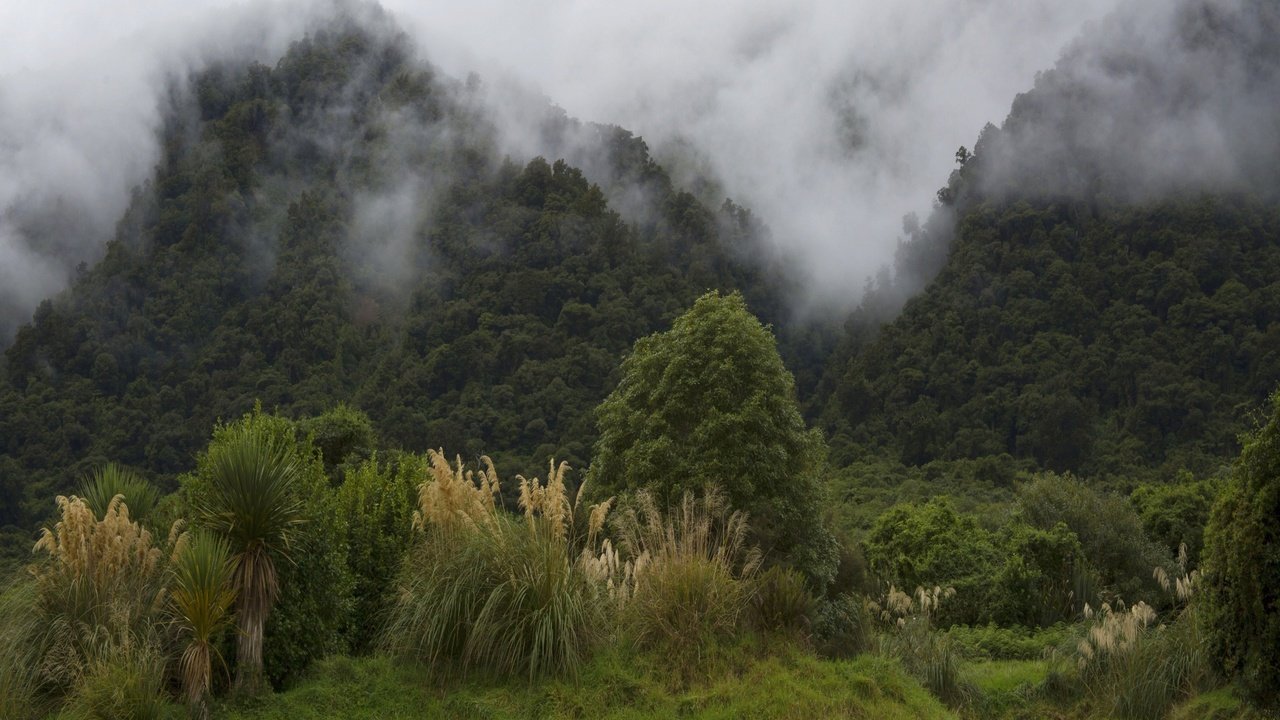 Обои деревья, горы, лес, туман, кусты, новая зеландия, trees, mountains, forest, fog, the bushes, new zealand разрешение 2560x1600 Загрузить