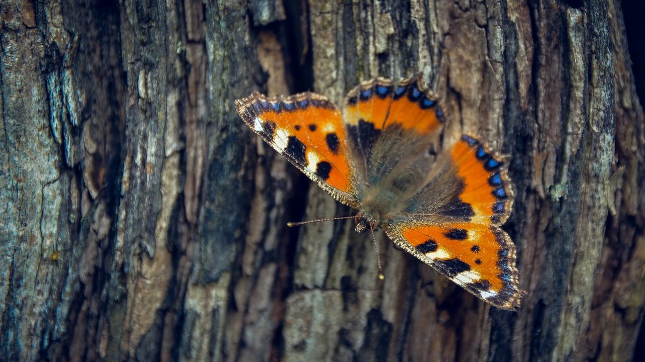 Обои дерево, насекомое, бабочка, крылья, кора, tree, insect, butterfly, wings, bark разрешение 2501x1563 Загрузить