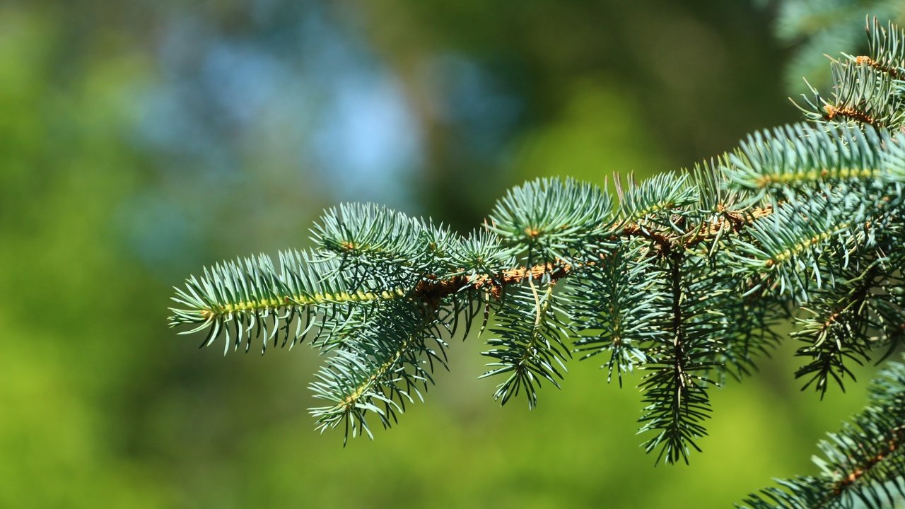 Обои ветка, хвоя, фон, ель, иголки, branch, needles, background, spruce разрешение 1920x1280 Загрузить