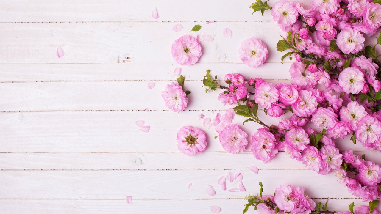 Обои фон, красива, цветком, пинк, background, beautiful, flower, pink разрешение 5472x3648 Загрузить