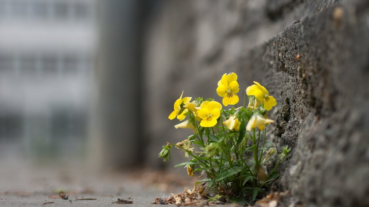 Обои цветы, анютины глазки, глазки, фиалки, flowers, pansy, eyes, violet разрешение 1920x1200 Загрузить