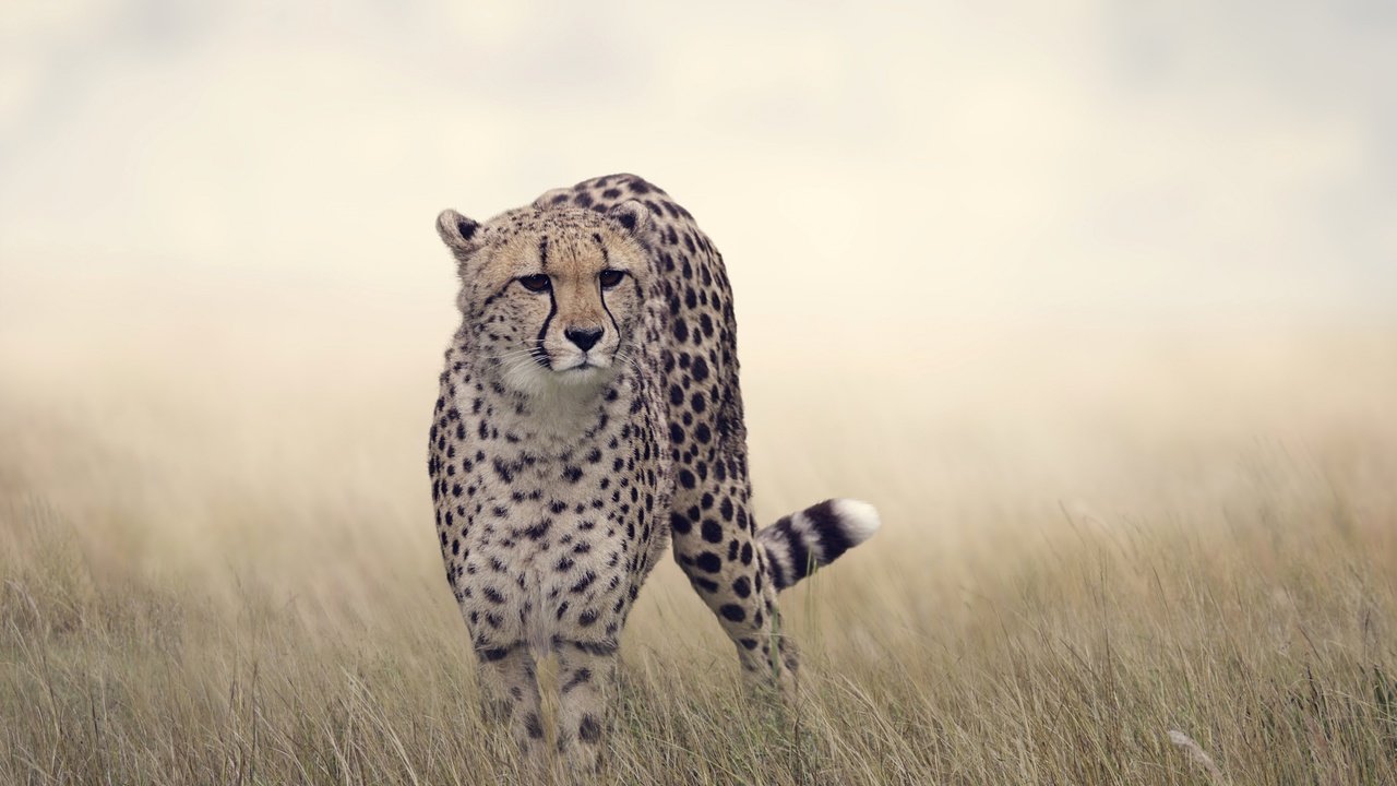 Обои трава, кошка, хищник, большая кошка, гепард, боке, grass, cat, predator, big cat, cheetah, bokeh разрешение 2880x1800 Загрузить