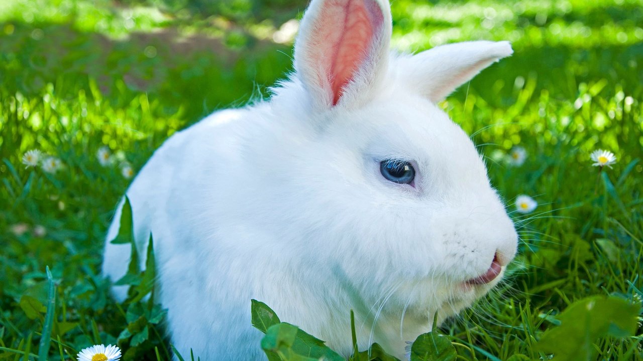 Обои глаза, цветы, трава, взгляд, ромашки, ушки, кролик, eyes, flowers, grass, look, chamomile, ears, rabbit разрешение 2048x1489 Загрузить