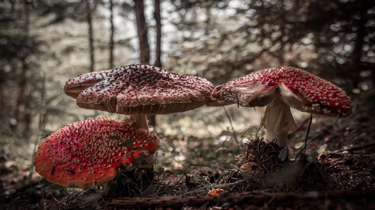 Обои природа, лес, грибы, мухоморы, nature, forest, mushrooms, amanita разрешение 4000x2670 Загрузить