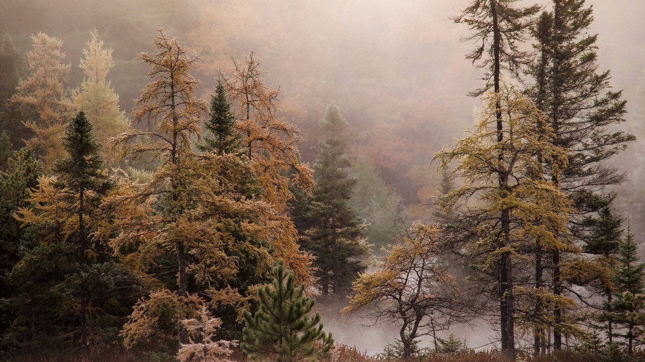 Обои деревья, лес, туман, осень, trees, forest, fog, autumn разрешение 2048x1356 Загрузить