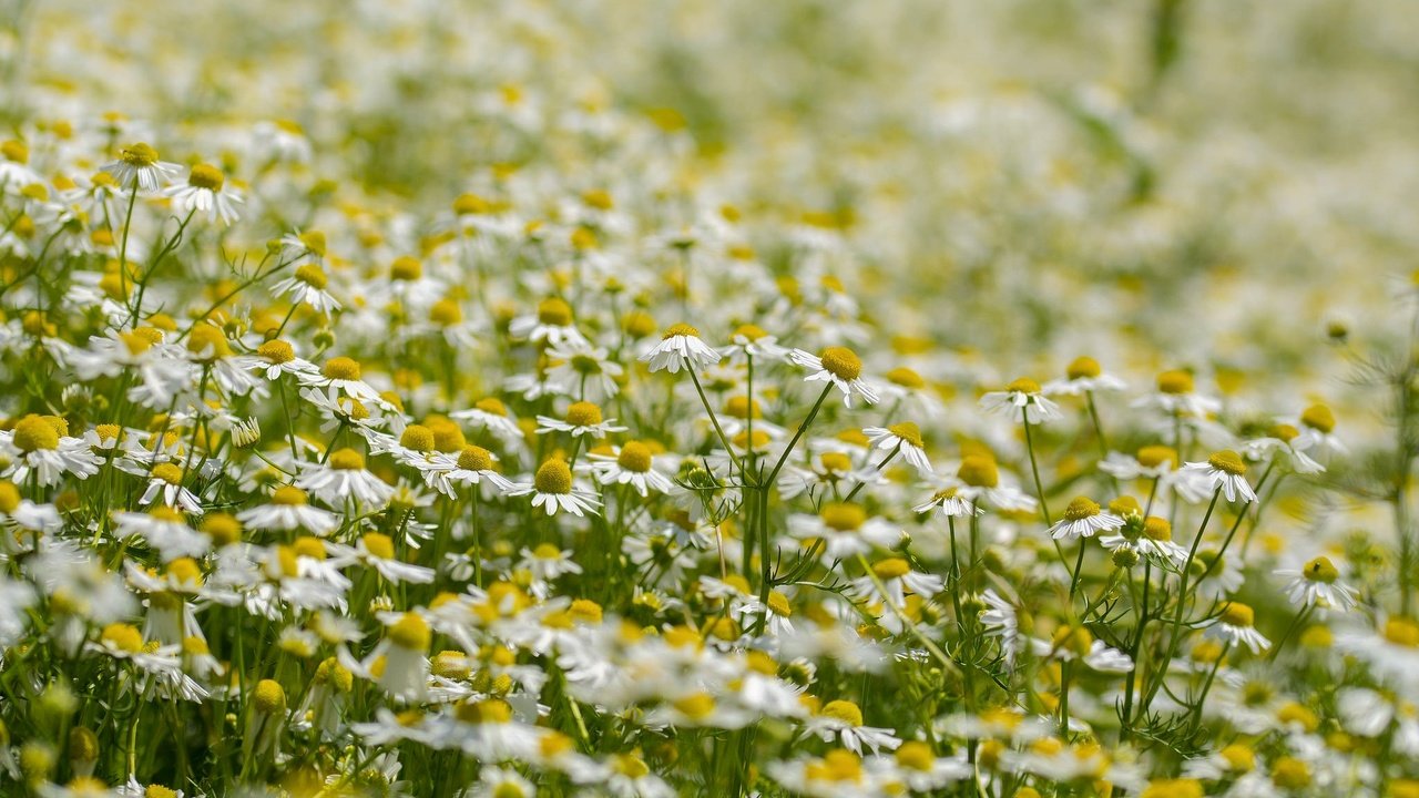 Обои цветы, лето, лепестки, луг, ромашки, белые, flowers, summer, petals, meadow, chamomile, white разрешение 2048x1327 Загрузить