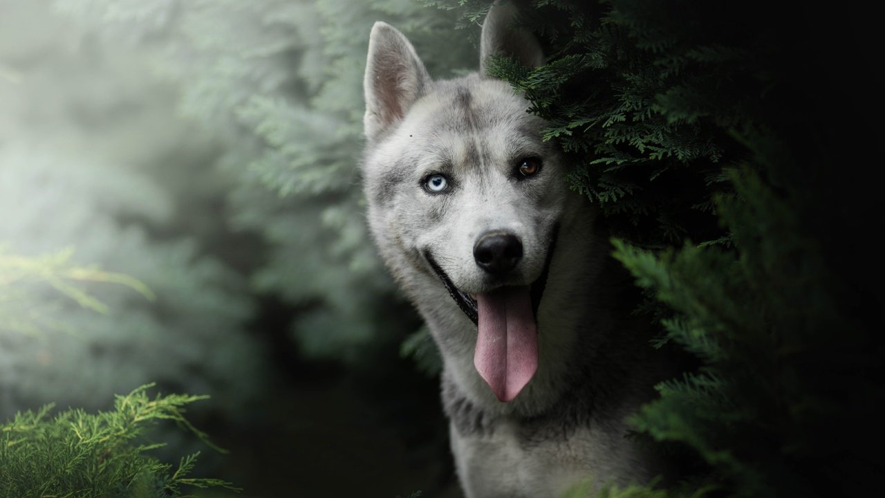 Обои морда, взгляд, собака, хаски, язык, face, look, dog, husky, language разрешение 6000x4000 Загрузить