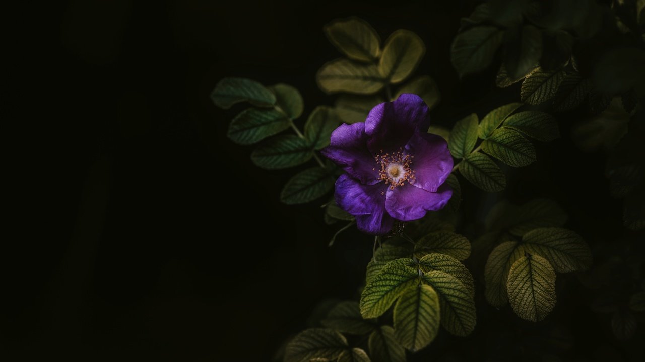 Обои листья, макро, цветок, черный фон, куст, leaves, macro, flower, black background, bush разрешение 7360x4540 Загрузить