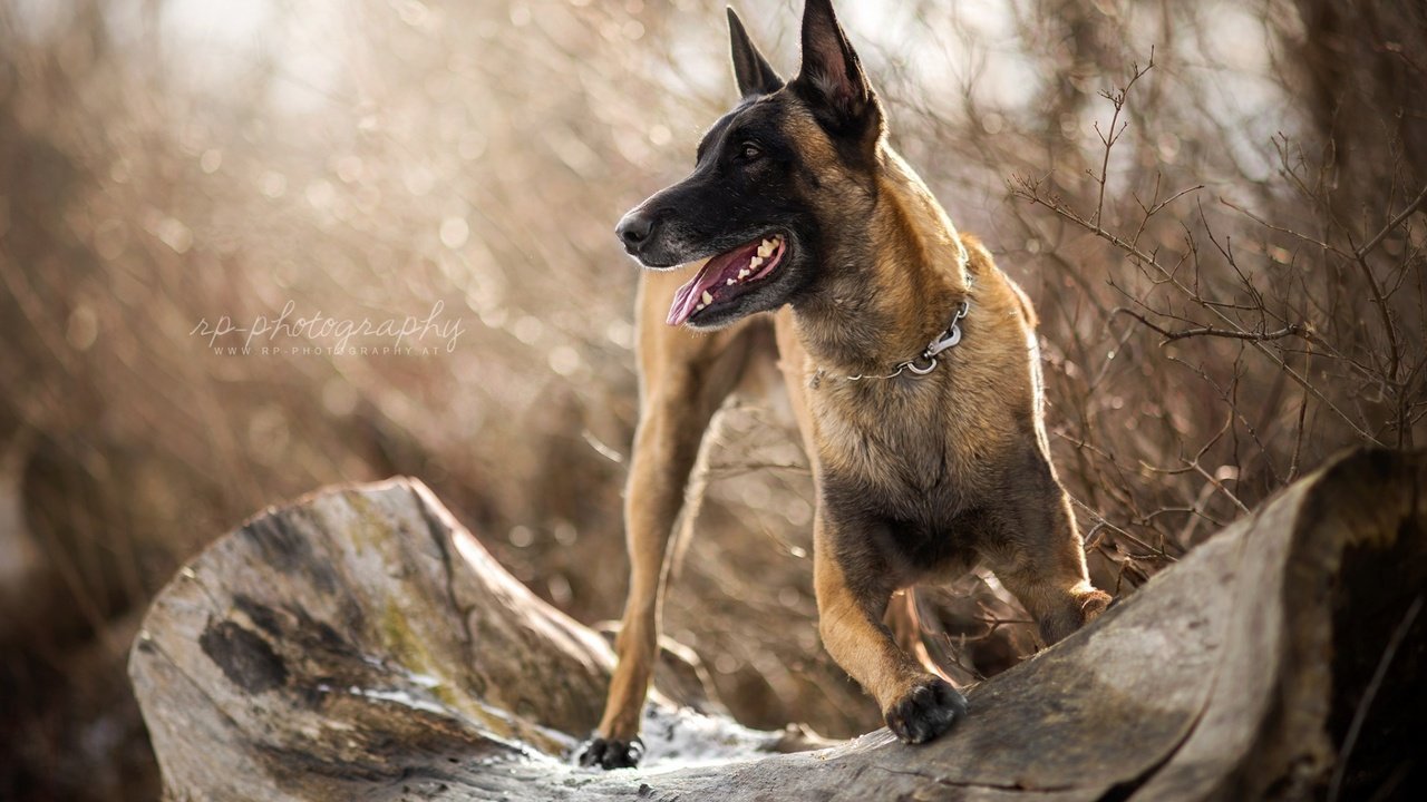 Скачать обои собака, овчарка, малинуа, бельгийская овчарка, dog разрешение  1280x720 #162399